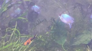 Апистограмма рамирези Электрик Блю вуалевая форма Electric Neon Blue ramirezi Long Fin