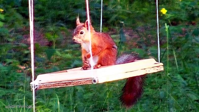 СОКРОВИЩА ПОТРАТЬ