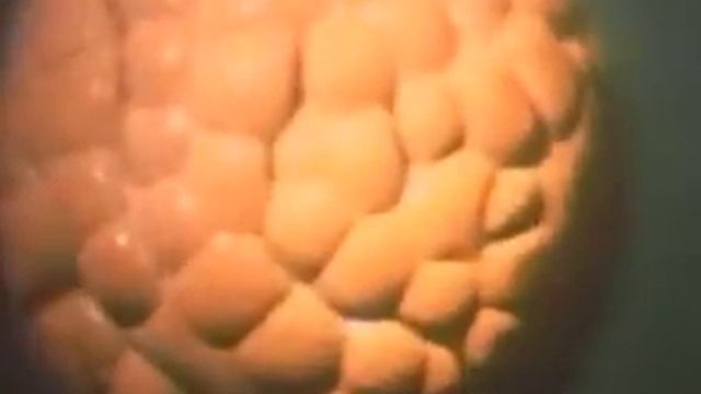 После оплодотворения яйцеклетки смотреть онлайн