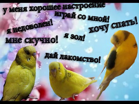 Как понять попугая!? Язык пения волнистого попугая! Язык попугая! Часть 1 #Смешное видео #Птицы.