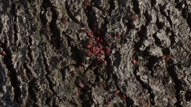 Красные жуки смотреть онлайн