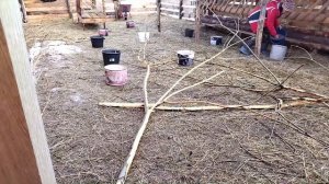 Пророщенная пшеница для козочек зимой. Кладезь витаминов!