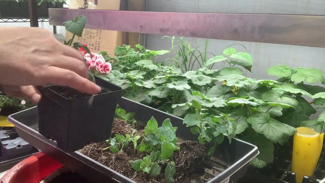 Petunia Cuttings Update смотреть онлайн