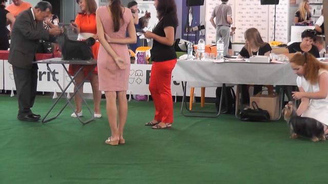 Г.Казань Интернациональная выставка собак САСIВ-FCI "Серебряный Ирбис-2016" смотреть онлайн