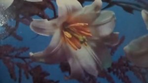 Куда ж ты денешься,куда ж ты денешься когда согреешься в моих руках(Чайка(наброски)