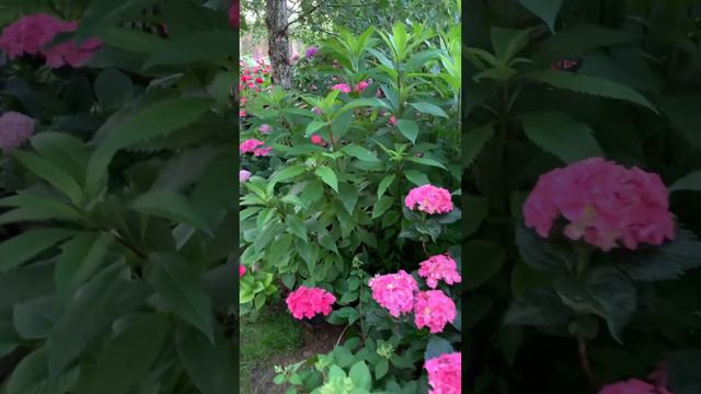 #beautiful #hydrangeas #ukraine #hortensia #гортензия #macrophylla #сад #garden