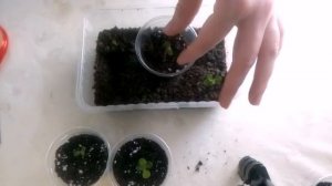 Пересадка месячных адениумов
