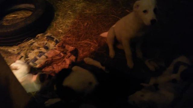 САО. АЛАБАИ/ ВОЛКОДАВЫ. ПОЕЛИ-МОЖНО И ПОСПАТЬ...ИЛИ ПОИГРАТЬ./СЫТЫЕ-СПОКОЙНЫЕ. смотреть онлайн