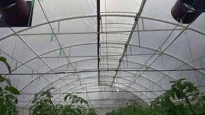 Вентиляторы в теплице.