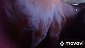 Как сдоить вымя у коровы если она его повредила.