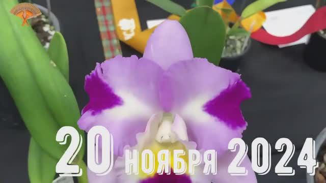 Грабли веерные Для любителей канала Грабли Live 20 11 2024 смотреть онлайн