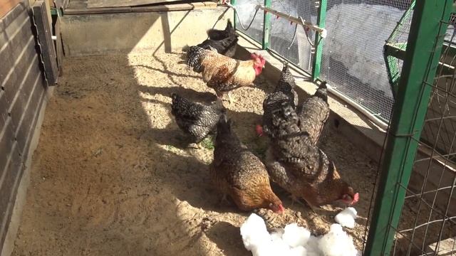 Куры на выгуле. Пришла весна. Доминанты и Билефельдеры. смотреть онлайн