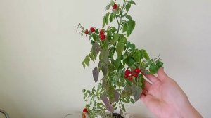 Томат на подоконнике. Сорт Минибел, обзор