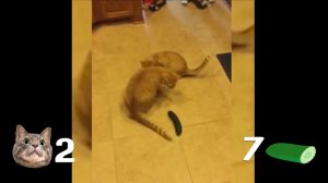 Коты vs Огурцов - Приколы с котами