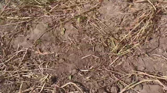 Уборка картофеля мотоблоком. Полтавская картофелекопалка. смотреть онлайн