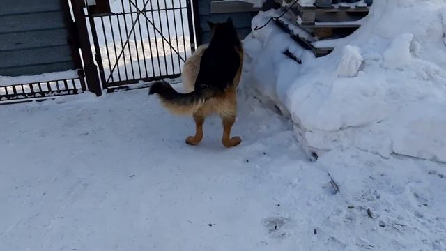 Игра немецкой овчарки с дворняжкой. Собаки смотреть онлайн