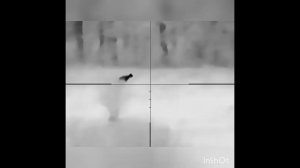 Олень в тепловизионный прицел GUIDE TU650 (320 метров)