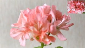 Первое цветение Powder Puff.Персиковое плиссе .Как заставить цвести? Лучшие сортовые пеларгонии.