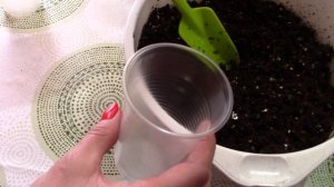 Посев и черенкование пеларгонии. Великолепная герань. Простой способ разведения пеларгонии.