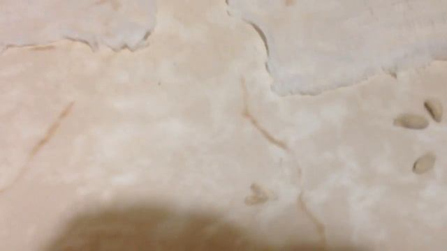 Проращивание семян в марле смотреть онлайн