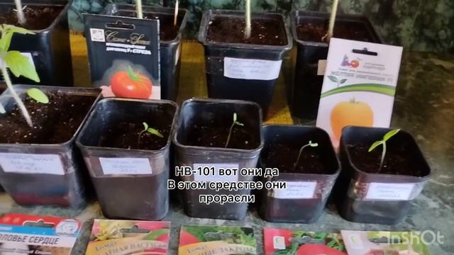 Продолжаем тему томатов? «Самый крупный и самый сладкий» обзор от Таисии Георгиевны