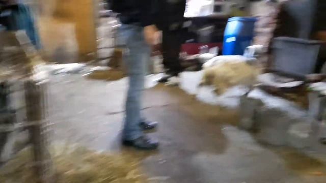 Апатиты/Конный клуб "Pegas"/Страусы в городе.