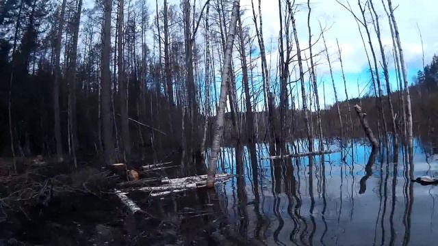 оxота с подсадной смотреть онлайн