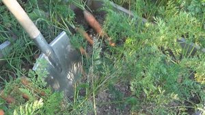 Сбор урожая моркови и сушка её ботвы