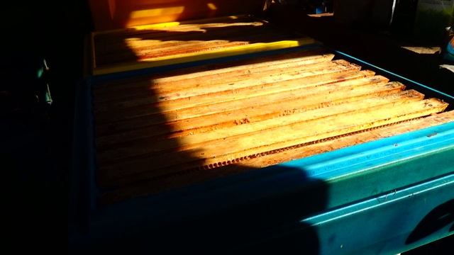 Прививочный ящик. Чистка прополиса смотреть онлайн