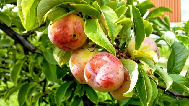 Сертификация и XVI региональные соревнования ПСР КС МЧС России смотреть онлайн