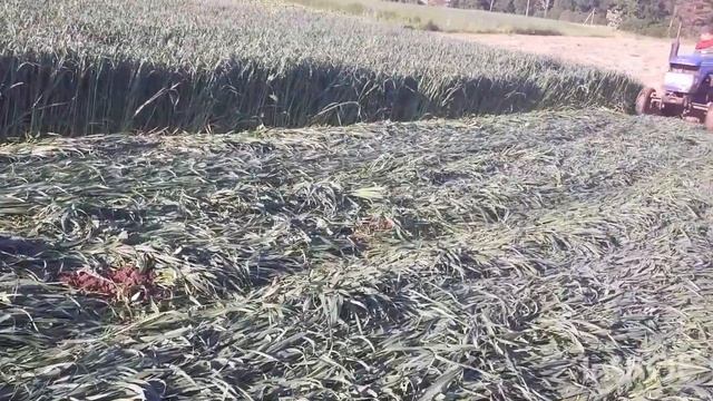 Косілка до Сінтая трішки удосконалена в роботі смотреть онлайн