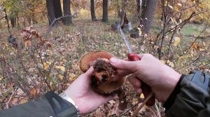 Лиловоногая и тополёвая рядовка! Попал на раздачу самых лучших грибов!