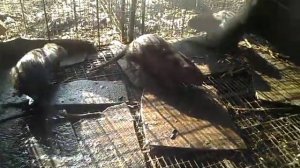 Летнее содержание нутрий с водой  / Нутрии купаются /  Вольер для нутрий / Формирование семей нутри