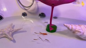 Colorful Fish in the jacuzzi - cute baby animals videos