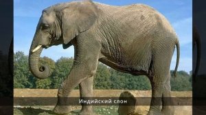 Сколько весит слон?