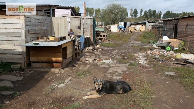 О чём мечтает собака_В. Ахметова