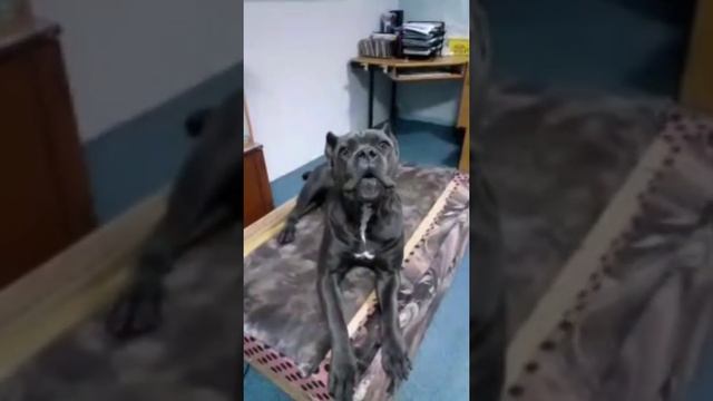 Кане Корсо.Куба певица.Видеоотчет владельцев.