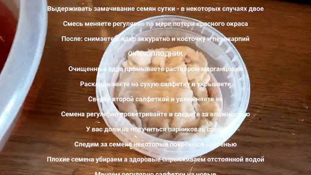 Стратификация семян фисташки Акбари. 12.03.2023г. Часть 1. Фисташка Акбари Россия. Paradisus смотреть онлайн