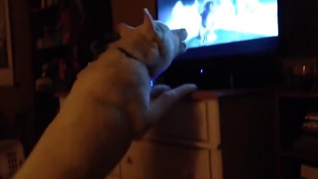 Милые щенки учатся выть смотреть онлайн