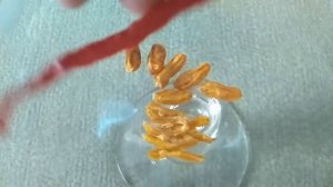 Как правильно сушить перцы