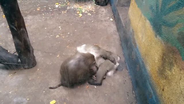 Пекинский зоопарк 05 смотреть онлайн