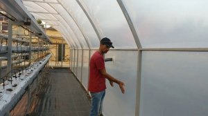 Клубника в теплице круглый год.