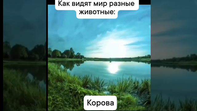 🐶🐱🐴 Как видят мир разные виды животных?