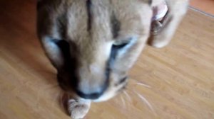 Любвеобильный каракал (Loveable caracal) www.diamantardent.com