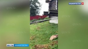 Медвежата забрались на территорию частного дома в Башкирии: момент попал на видео