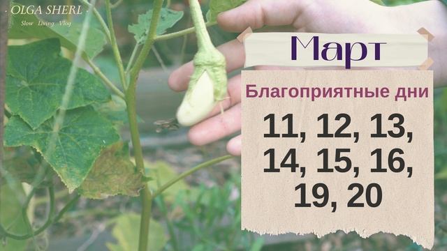 БАКЛАЖАНЫ: Лунный Посевной Календарь на 2023 год! Когда сажать баклажаны (синенькие) на рассаду?