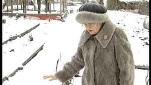 Укрытие роз лапником