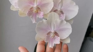 Шикарный биглип Yu Pin Yellow Swan / Lianher Sunkist (нежный азиатский фаленопсис, желтый лебедь)