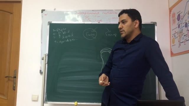 Эндокринология: Механизмы гипо- и гипергликемия, тиреоз и кортицизма