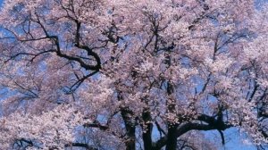 Японская поэзия хокку